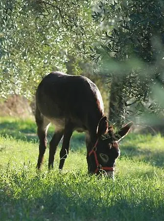 Agriturismo Podere Zollaio * Vinci